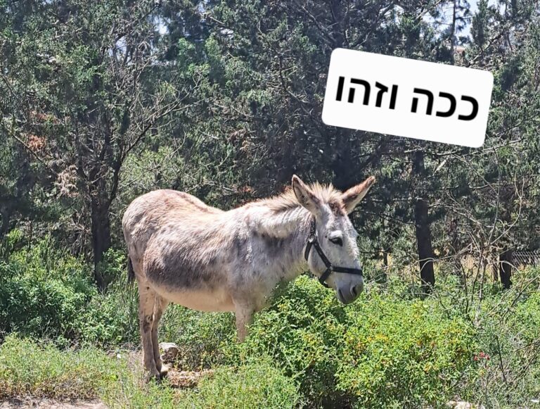 האתון רקסי